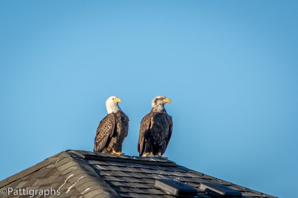 Bald Eagles In Myrtle Beach