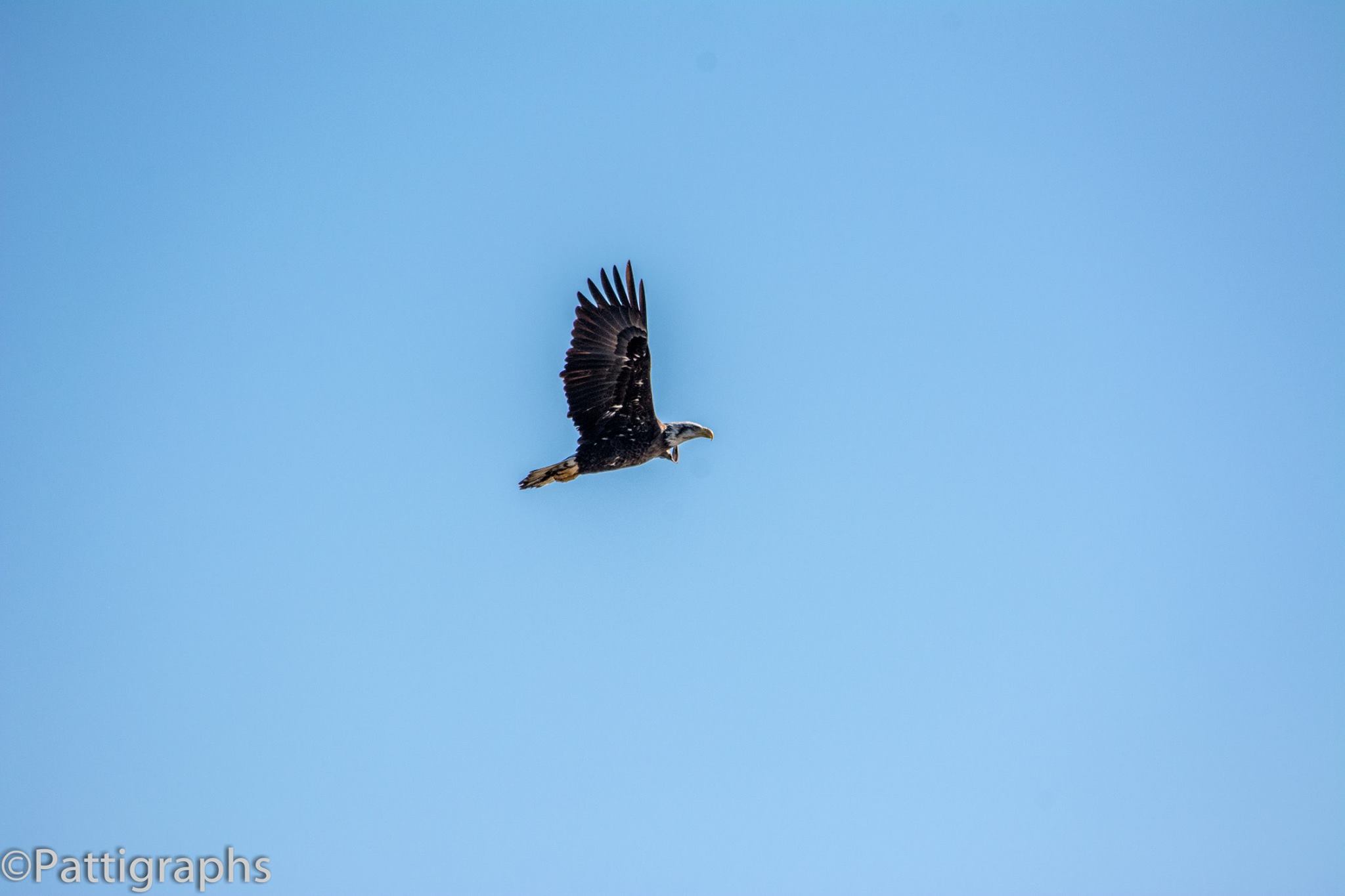 Bald Eagles In Myrtle Beach | Myrtle Beach Homes | Carolina Forest Homes